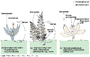 Diagram showing reduced gametophyte within sporophyte tissue