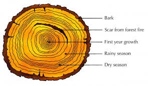 Tree ring diagram showing secondary growth