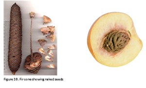Fir cone with naked seeds and peach fruit with enclosed seed
