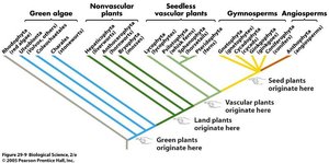 Phylogenetic tree showing evolution of plant groups