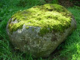 Moss growing on a rock (bryophyte)