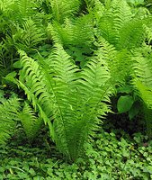 Ferns (pteridophytes)