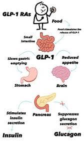 GLP-1 effects on body tissues
