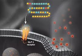 GLP-1 receptor on cell membrane