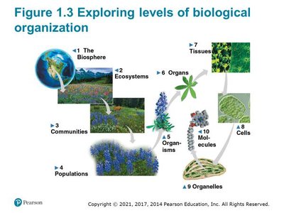 Levels of biological organization