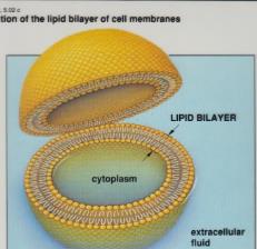 Lipid bilayer of cell membrane