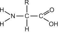 Amino acid structure with functional groups