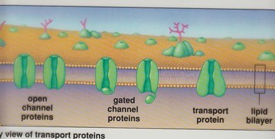Transport proteins in cell membrane