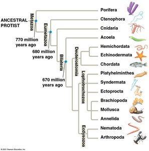 Timeline of major events in animal evolution