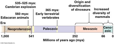 Animal phylogeny tree with major clades
