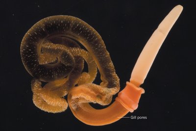Lophophore and trochophore larva structures