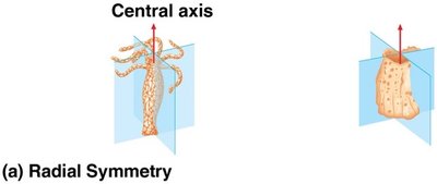 Diagram of radial symmetry
