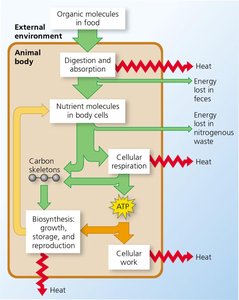 Bioenergetics of an animal: an overview.