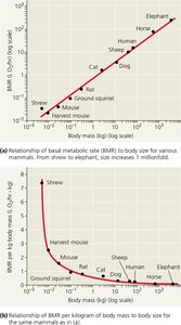Relationship of basal metabolic rate (BMR) to body size for mammals