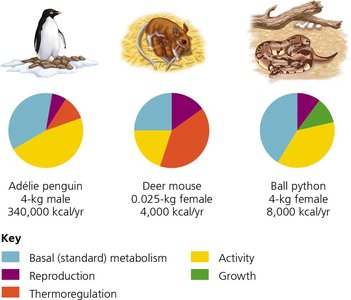 Pie charts of energy budgets for three vertebrates