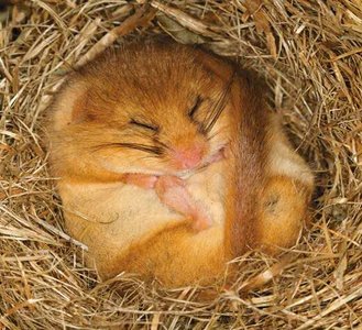 A hazel dormouse hibernating