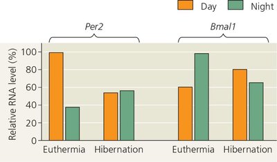 Bar graph showing RNA levels of clock genes during euthermia and hibernation
