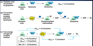 Free-energy change for coupled reactions
