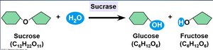 Enzyme catalyzed reaction: sucrase