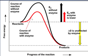 Enzyme lowers activation energy