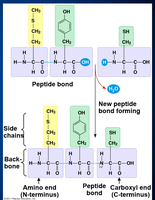 Peptide bond formation
