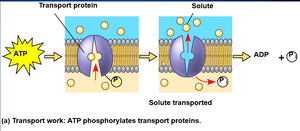 ATP phosphorylates transport proteins