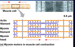 Muscle cell contraction