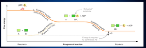 Endergonic reaction free energy diagram