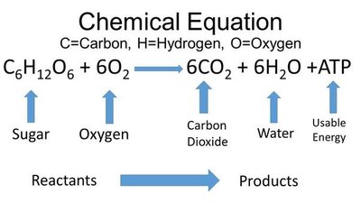 Chemical equation for cellular respiration with reactants and products