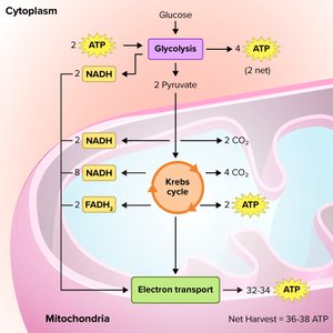 Diagram of cellular respiration stages