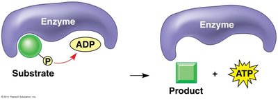 Substrate-level phosphorylation in glycolysis