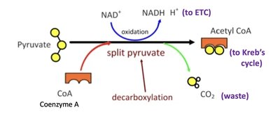 Pyruvate oxidation to acetyl-CoA