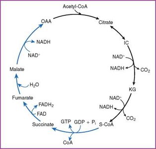 Citric acid cycle diagram