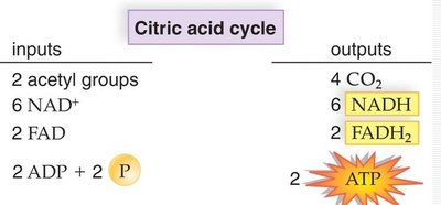 Citric acid cycle inputs and outputs