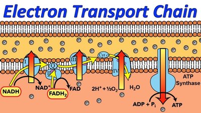 Electron transport chain and ATP synthase