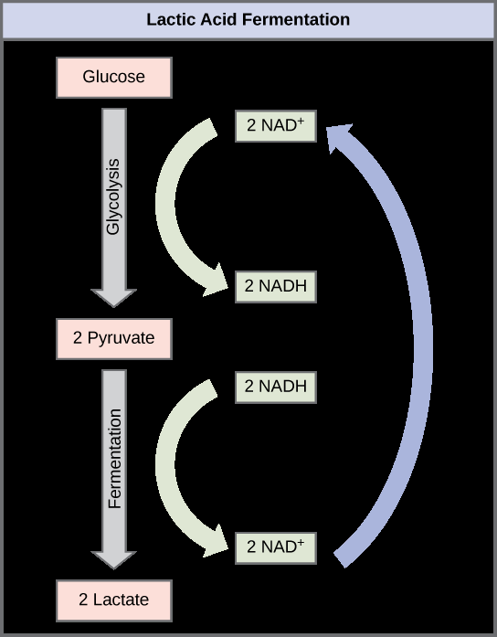 Lactic acid fermentation pathway