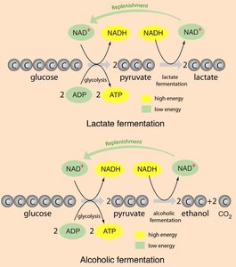 Comparison of lactic acid and alcoholic fermentation