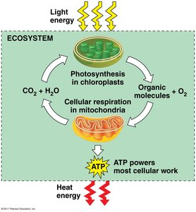 Diagram showing the relationship between photosynthesis and cellular respiration