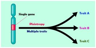 Diagram showing a single gene affecting multiple traits (pleiotropy)