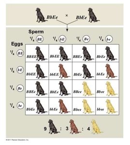 Punnett square showing epistasis in Labrador retriever coat color