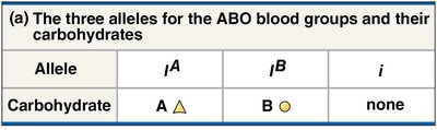Table of ABO blood group alleles and their carbohydrates