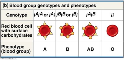 Table of ABO blood group genotypes and phenotypes