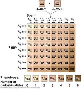 Punnett square for polygenic inheritance of skin color