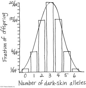 Normal distribution curve for polygenic inheritance