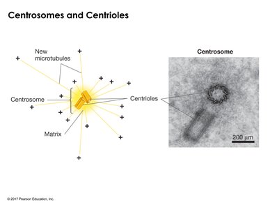 Centrosomes and centrioles