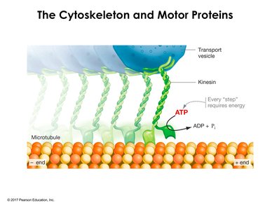 Motor proteins moving along microtubules