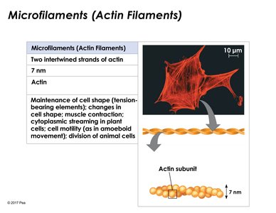 Microfilament structure and function