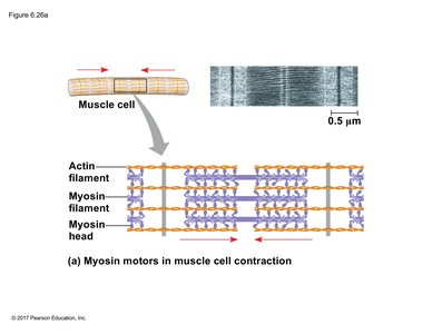 Muscle cell contraction