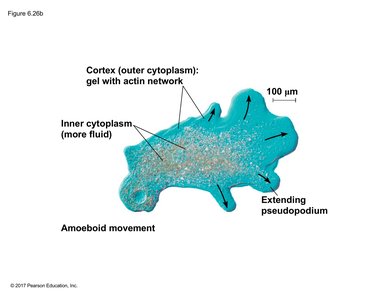 Amoeboid movement