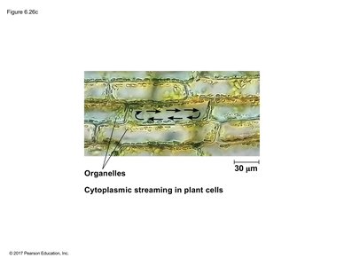 Cytoplasmic streaming in plant cells